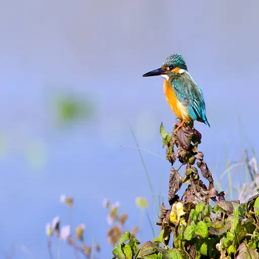 Avistamiento De Aves en Aswan Tour Privado VIP en Faluca