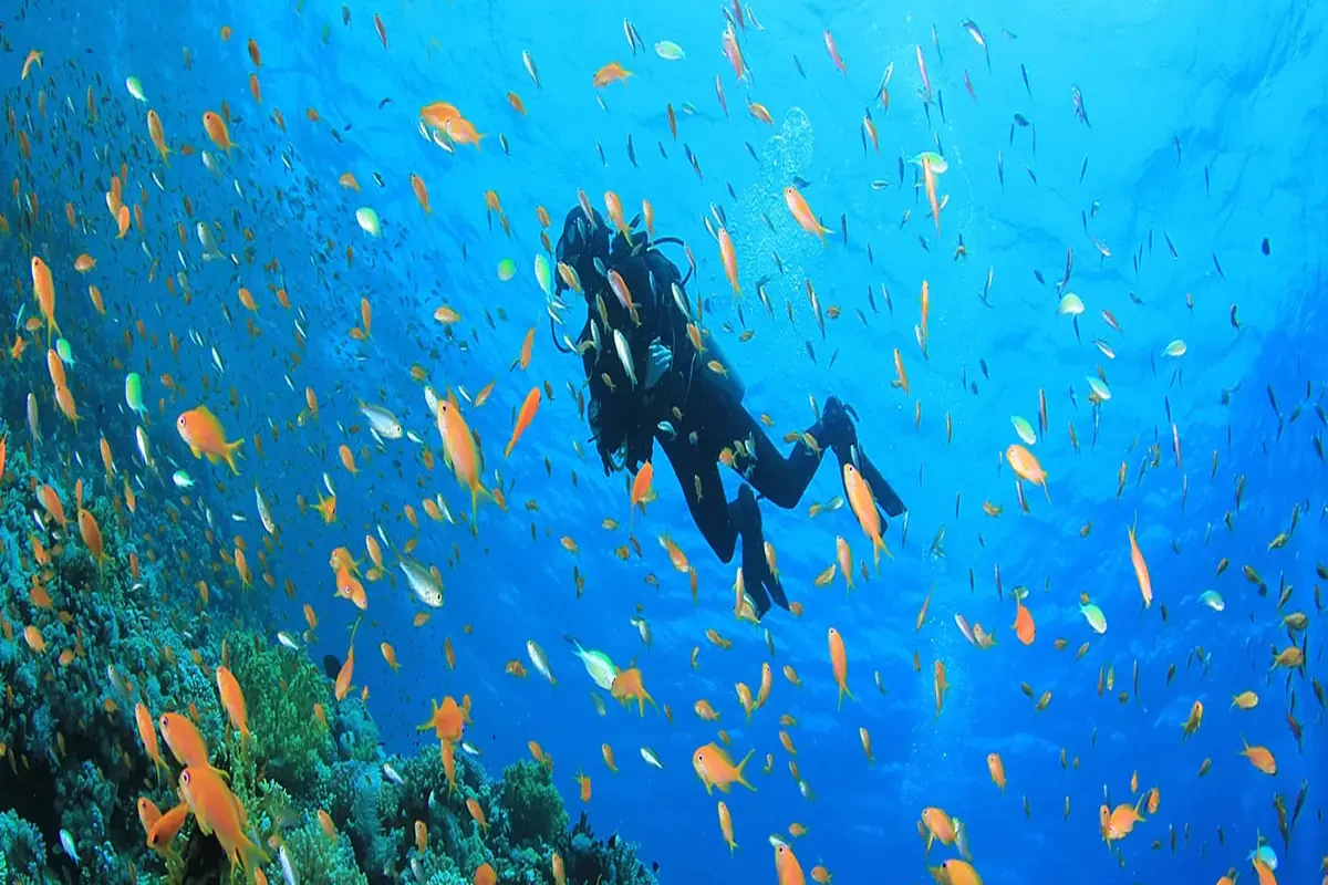 Secretos del Mar Rojo Buceo en Marsa Alam