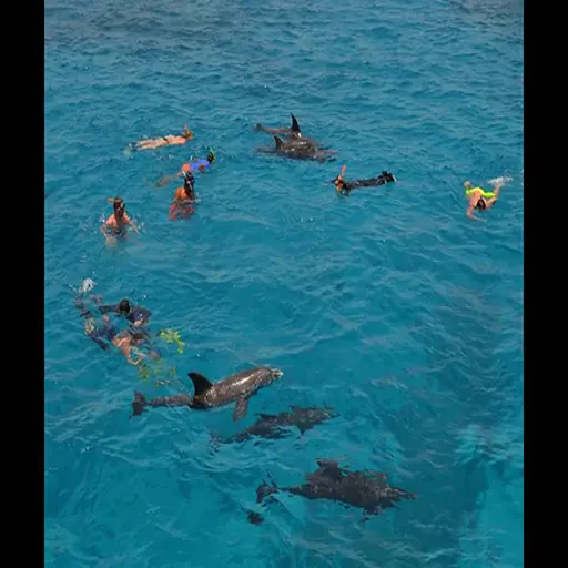 Paraíso de Coral Travesía de Lujo en la Excursión Desde El Puerto De Safaga