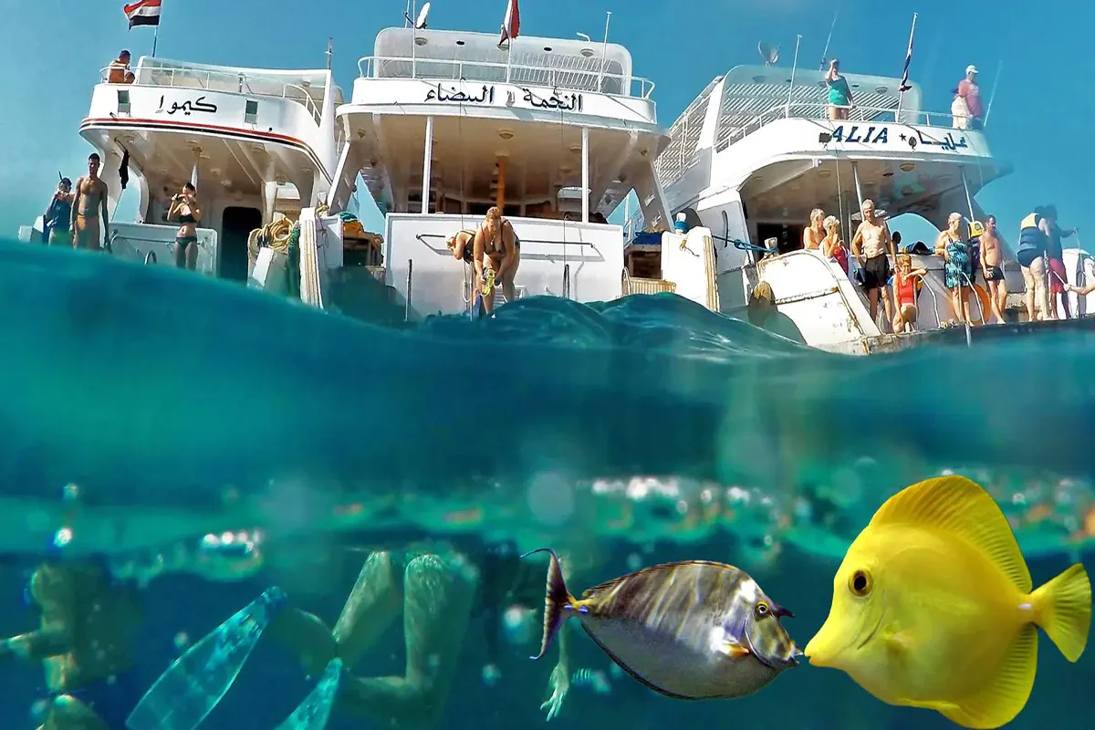 Isla Giftun en Hurghada Tour Privado de Snorkel y Playa VIP