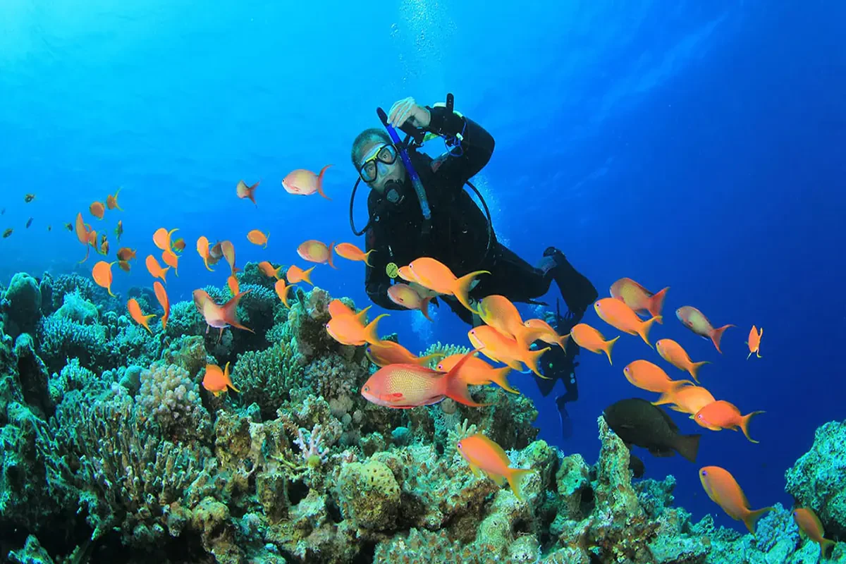 Sharm El-sheij Snorkel y Buceo Tour Privado VIP en el Mar Rojo