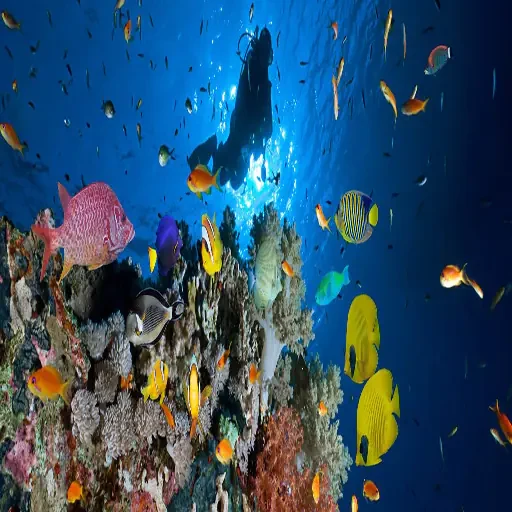 Sharm El-sheij Snorkel y Buceo Tour Privado VIP en el Mar Rojo