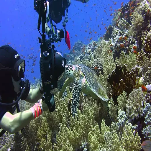 Sharm El-sheij Snorkel y Buceo Tour Privado VIP en el Mar Rojo