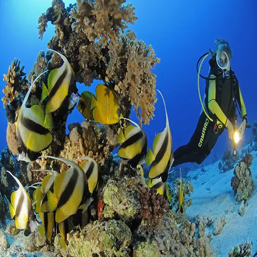 Sharm El-sheij Snorkel y Buceo Tour Privado VIP en el Mar Rojo