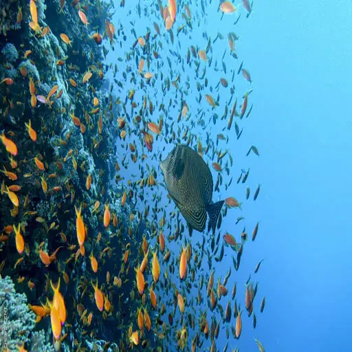 Snorkel en Las Islas Hamata: Expedición al Paraíso Tropical
