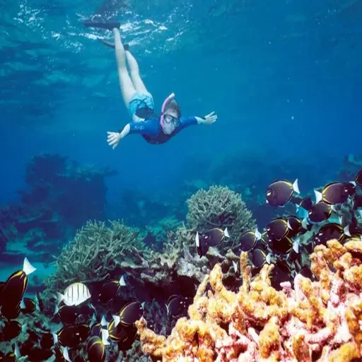 Snorkel en Ras Mohamed: Exploración del Parque Nacional