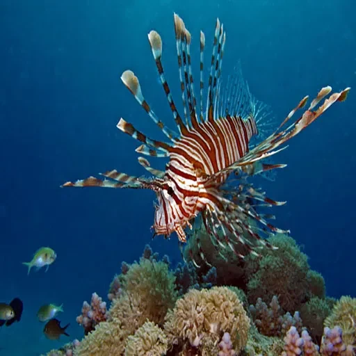 El Mejor Plan de Vacaciones a Hurghada Todo Incluido y Crucero 12 Días