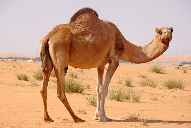 Paseos en Camello en Luxor: Aventura en la Ribera Occidental