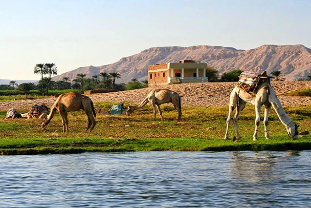 Paseos en Camello en Luxor: Aventura en la Ribera Occidental