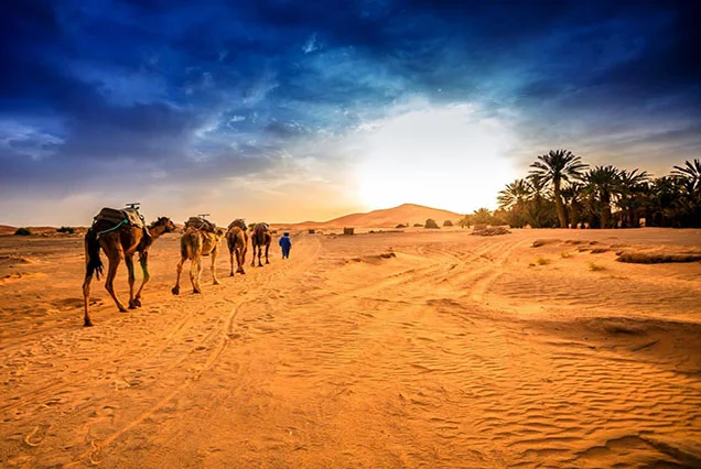 Paseos en Camello en Luxor: Aventura en la Ribera Occidental