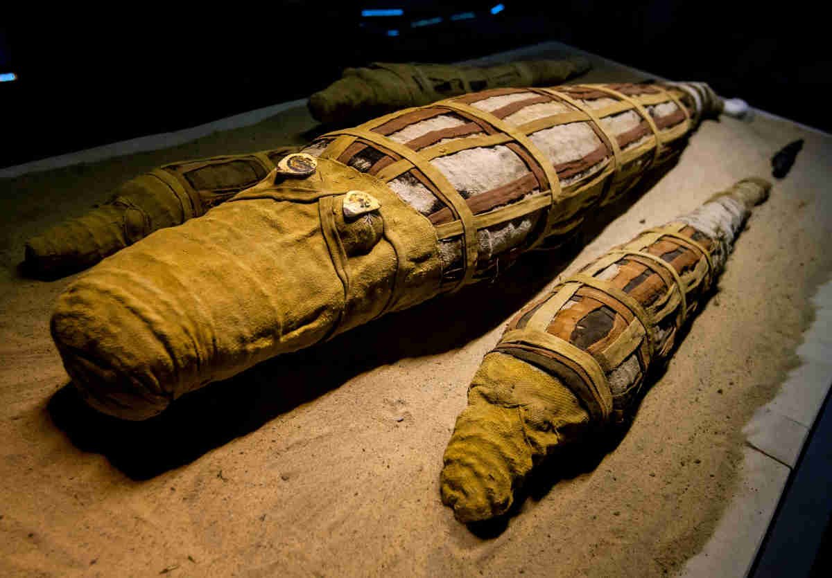 Dónde ver momias de animales en Egipto - Guía Completa